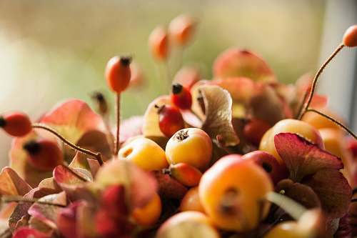 citrus fruit bunch of red and orange beans flora